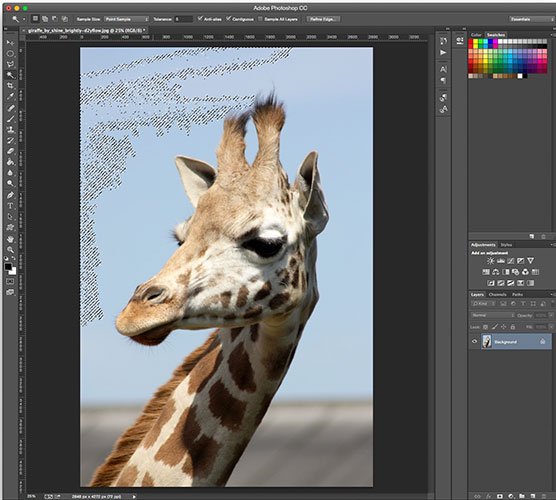 Hướng dẫn tách ảnh ra khỏi nền bằng Photoshop