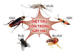 Dịch vụ diệt côn trùng