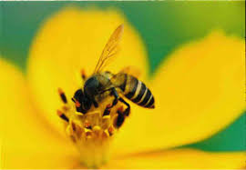 Nằm mơ thấy con ong đánh con gì? Có điềm báo gì? (Lành hay Dữ)