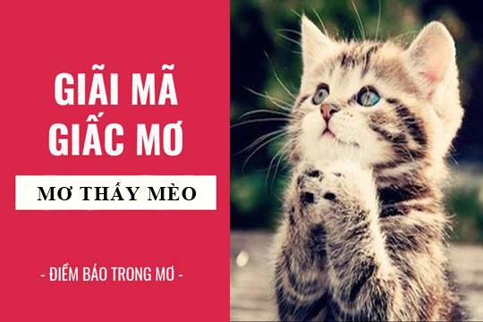 Nằm mơ thấy mèo là điềm lành hay dữ? nên đánh con gì? - Tâm Phát Blog