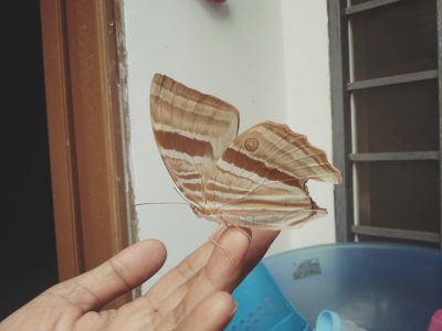 bướm bay vào nhà