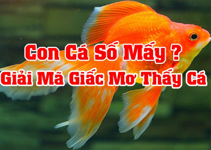 nằm mơ thấy cá